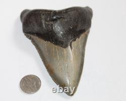 MEGALODON Fossil Giant Shark Tooth Natural NO Repair 4.72 HUGE MUSEUM QUALITY