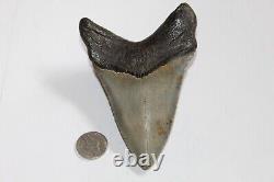 MEGALODON Fossil Giant Shark Tooth Natural NO Repair 4.72 HUGE MUSEUM QUALITY