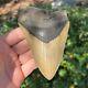 Megalodon Fossil Giant Shark Tooth Natural No Repair 5.33 X 3.32