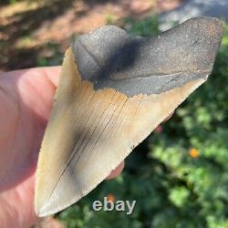 MEGALODON Fossil Giant Shark Tooth Natural NO Repair 5.33 x 3.32