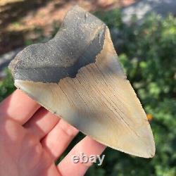 MEGALODON Fossil Giant Shark Tooth Natural NO Repair 5.33 x 3.32