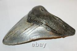 MEGALODON Fossil Giant Shark Tooth Natural NO Repair 5.83 HUGE BEAUTIFUL TOOTH