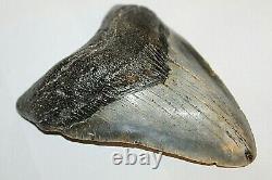 MEGALODON Fossil Giant Shark Tooth Natural NO Repair 5.83 HUGE BEAUTIFUL TOOTH