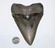 Megalodon Fossil Giant Shark Tooth Natural No Repair 5.83 Huge Commercial Grade