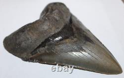 MEGALODON Fossil Giant Shark Tooth Natural NO Repair 5.83 HUGE COMMERCIAL GRADE