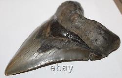 MEGALODON Fossil Giant Shark Tooth Natural NO Repair 5.83 HUGE COMMERCIAL GRADE