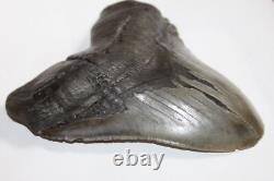 MEGALODON Fossil Giant Shark Tooth Natural NO Repair 5.88 HUGE BEAUTIFUL TOOTH