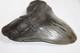 Megalodon Fossil Giant Shark Tooth Natural No Repair 5.88 Huge Beautiful Tooth