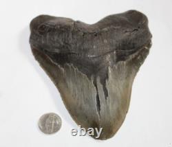 MEGALODON Fossil Giant Shark Tooth Natural NO Repair 5.88 HUGE BEAUTIFUL TOOTH