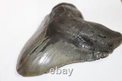 MEGALODON Fossil Giant Shark Tooth Natural NO Repair 5.88 HUGE BEAUTIFUL TOOTH