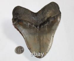 MEGALODON Fossil Giant Shark Tooth Natural NO Repair 5.88 HUGE BEAUTIFUL TOOTH
