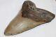 Megalodon Fossil Giant Shark Tooth Natural No Repair 6.09 Huge Beautiful Tooth
