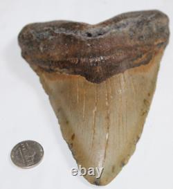MEGALODON Fossil Giant Shark Tooth Natural NO Repair 6.09 HUGE BEAUTIFUL TOOTH