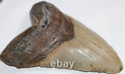 MEGALODON Fossil Giant Shark Tooth Natural NO Repair 6.09 HUGE BEAUTIFUL TOOTH