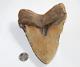 Megalodon Fossil Giant Shark Tooth Natural No Repair 6.17 Huge Beautiful Tooth
