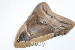 MEGALODON Fossil Giant Shark Tooth Natural NO Repair 6.17 HUGE BEAUTIFUL TOOTH