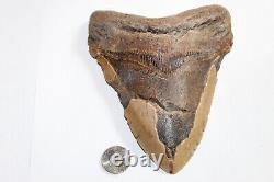 MEGALODON Fossil Giant Shark Tooth Natural NO Repair 6.17 HUGE BEAUTIFUL TOOTH
