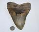 Megalodon Fossil Giant Shark Tooth Natural No Repair 6.53 Huge Beautiful Tooth