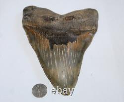 MEGALODON Fossil Giant Shark Tooth Natural NO Repair 6.53 HUGE BEAUTIFUL TOOTH