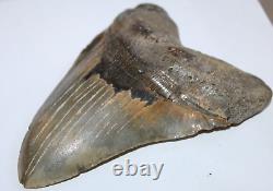MEGALODON Fossil Giant Shark Tooth Natural NO Repair 6.53 HUGE BEAUTIFUL TOOTH