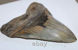 MEGALODON Fossil Giant Shark Tooth Natural NO Repair 6.53 HUGE BEAUTIFUL TOOTH