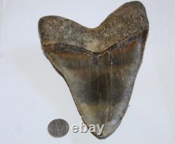 MEGALODON Fossil Giant Shark Tooth Natural NO Repair 6.53 HUGE BEAUTIFUL TOOTH