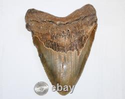 MEGALODON Fossil Giant Shark Tooth Natural NO Repair 6.56 HUGE BEAUTIFUL TOOTH