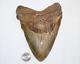 Megalodon Fossil Giant Shark Tooth Natural No Repair 6.56 Huge Beautiful Tooth