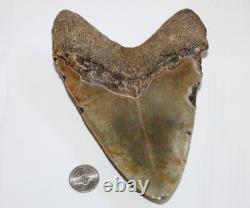 MEGALODON Fossil Giant Shark Tooth Natural NO Repair 6.56 HUGE BEAUTIFUL TOOTH