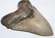 Megalodon Fossil Giant Shark Tooth Natural No Repair 4.76 Huge Commercial Grade