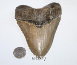 MEGALODON Fossil Giant Shark Tooth Natural No Repair 4.76 HUGE COMMERCIAL GRADE
