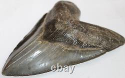 MEGALODON Fossil Giant Shark Tooth Natural No Repair 5.61 HUGE COMMERCIAL GRADE