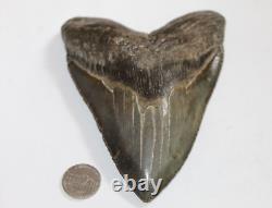 MEGALODON Fossil Giant Shark Tooth Natural No Repair 5.61 HUGE COMMERCIAL GRADE