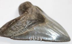 MEGALODON Fossil Giant Shark Tooth Natural No Repair 5.61 HUGE COMMERCIAL GRADE