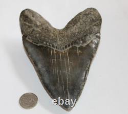 MEGALODON Fossil Giant Shark Tooth Natural No Repair 5.61 HUGE COMMERCIAL GRADE
