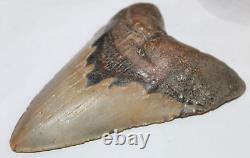MEGALODON Fossil Giant Shark Tooth Natural No Repair 5.73 HUGE BEAUTIFUL TOOTH