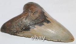 MEGALODON Fossil Giant Shark Tooth Natural No Repair 5.73 HUGE BEAUTIFUL TOOTH