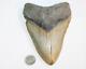 Megalodon Fossil Giant Shark Tooth Natural No Repair 6.28 Huge Beautiful Tooth