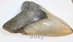 MEGALODON Fossil Giant Shark Tooth Natural No Repair 6.28 HUGE BEAUTIFUL TOOTH