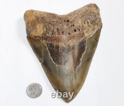 MEGALODON Fossil Giant Shark Tooth Natural No Repairs 6.32 HUGE BEAUTIFUL TOOTH