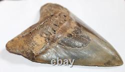 MEGALODON Fossil Giant Shark Tooth Natural No Repairs 6.32 HUGE BEAUTIFUL TOOTH