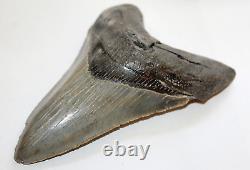 MEGALODON Fossil Giant Shark Tooth Natural Ocean 5.10 HUGE COMMERCIAL GRADE