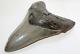 Megalodon Fossil Giant Shark Tooth Natural Ocean 5.10 Huge Commercial Grade