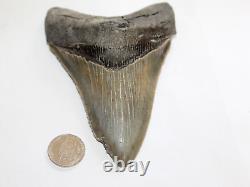 MEGALODON Fossil Giant Shark Tooth Natural Ocean 5.10 HUGE COMMERCIAL GRADE