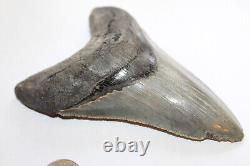 MEGALODON Fossil Giant Shark Tooth Natural Ocean 5.10 HUGE COMMERCIAL GRADE