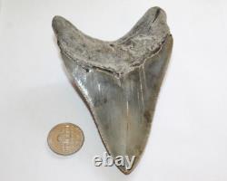 MEGALODON Fossil Giant Shark Tooth Natural Ocean 5.10 HUGE COMMERCIAL GRADE