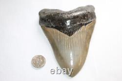 MEGALODON Fossil Giant Shark Tooth Natural Ocean 5.38 HUGE MUSEUM QUALITY