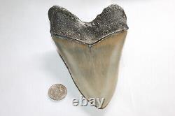 MEGALODON Fossil Giant Shark Tooth Natural Ocean 5.38 HUGE MUSEUM QUALITY