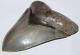 Megalodon Fossil Giant Shark Tooth No Repair Natural 4.43 Huge Museum Quality
