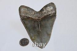 MEGALODON Fossil Giant Shark Tooth No Repair Natural 4.43 HUGE MUSEUM QUALITY